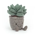 SUCCULENT AZULITA 6"