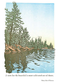 CARD PINE TREES STRETCH
